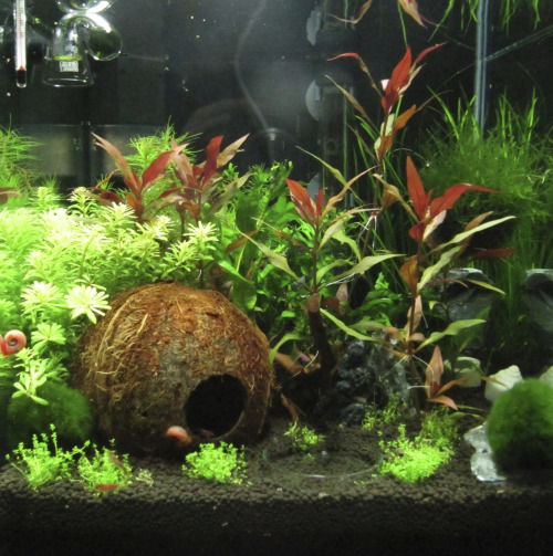 aquarium44:Finally I can show some better pictures of my new babies <3The current tank is in a go