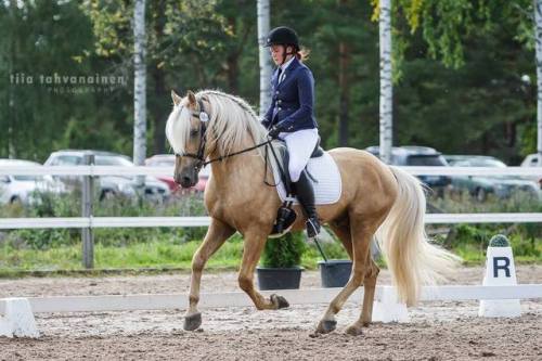 VoiveetiVoiveikko x Pimun SiruFinnhorse, StallionBorn 2010