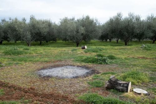 Xylokastro, Greece, 2022 #xylokastro #greece #korinthia #olivegrove #olivetrees #countryside #farm #