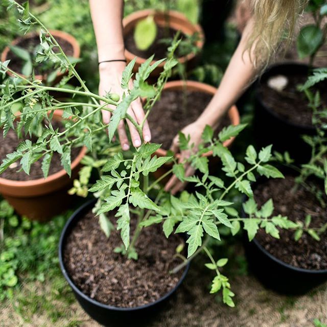 thefreshexchangeblog:  A steamy morning in the garden. The smell of tomato plant