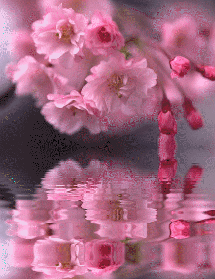 comfortspringstation:  Reflections of Pink Blossoms 