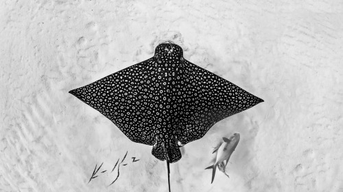 (Photo by Ken Kiefer)Spotted eagle ray