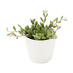 94mt:多肉植物.png