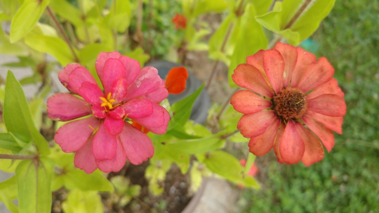 Zinnias&rsquo; close up