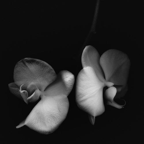 intimationsss.tumblr.com/post/134414007201/