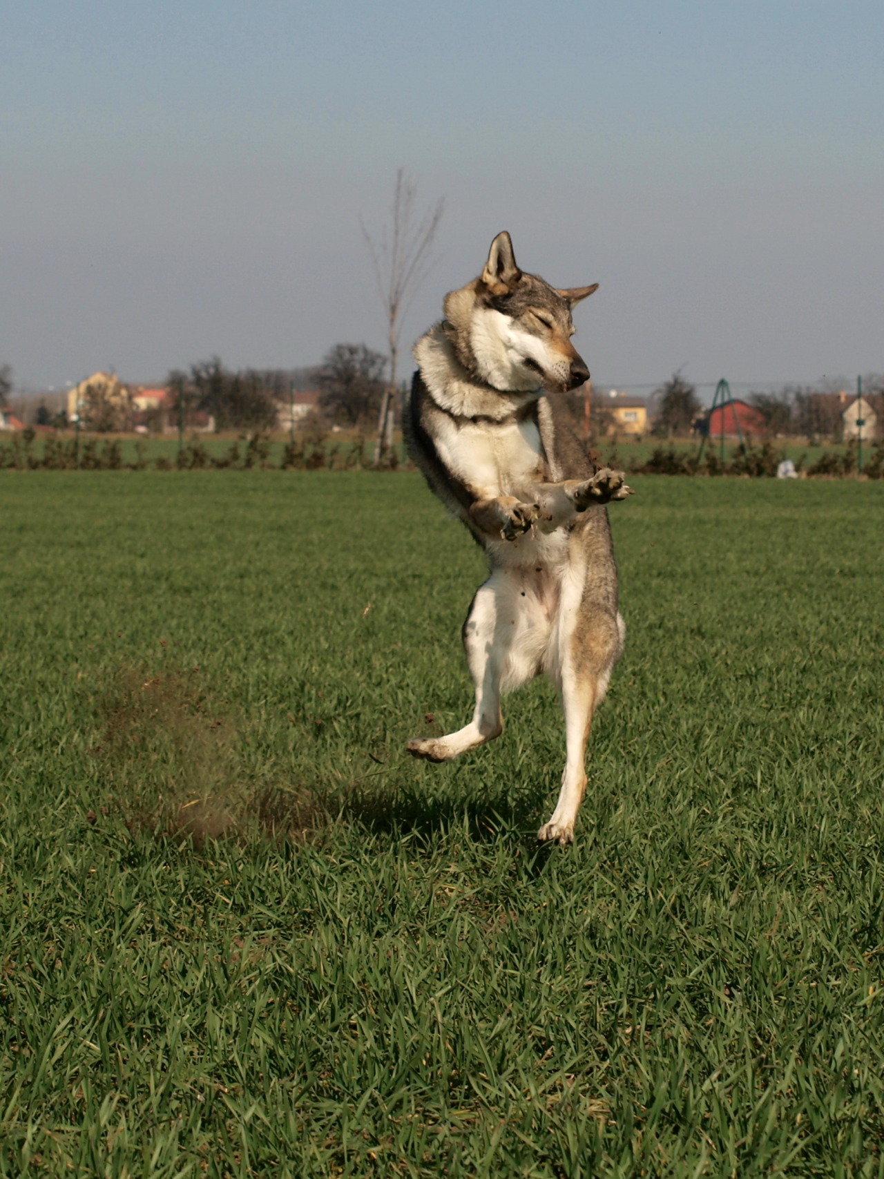 the-little-wolfdog:  catching mud balls. wolfdogs are so graceful…