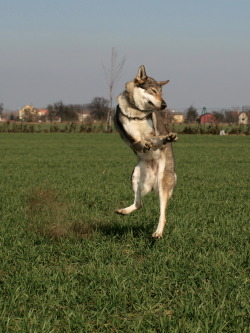the-little-wolfdog:  catching mud balls.