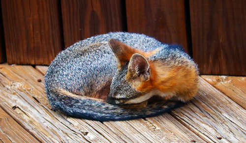 A wild grey fox appears(Source)