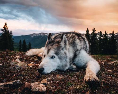 dadpat-tactual:  aww-so-pretty:  Meet Loki the wolfdog   Y’all just gonna breeze right by the Bigfoot pelt the dog is snuggled up on in the 4th pic huh