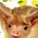 lemon-bat avatar