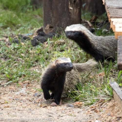 The Lesser Grison (Galictis Cuja) Is A Species Of Mustelid From South America. Lesser Grisons Have A