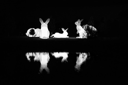 archiemcphee:
“These awesome illuminated inflatable white rabbits are the work of Australian artist Amanda Parer for an installation entitled Intrude. In May 2014 the giant glowing bunnies were installed at the Vivid Festival of Light Sydney and next...