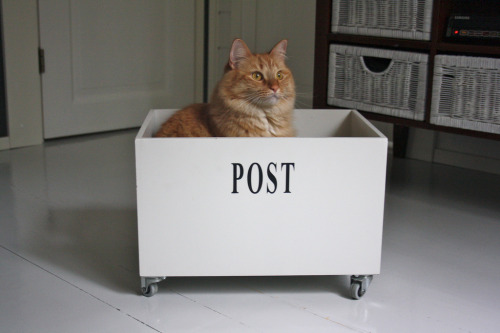 No post on Sundays? Rubbish!  Submit Your Kitties Sunday starts at 10am PST. This includes photo/lin