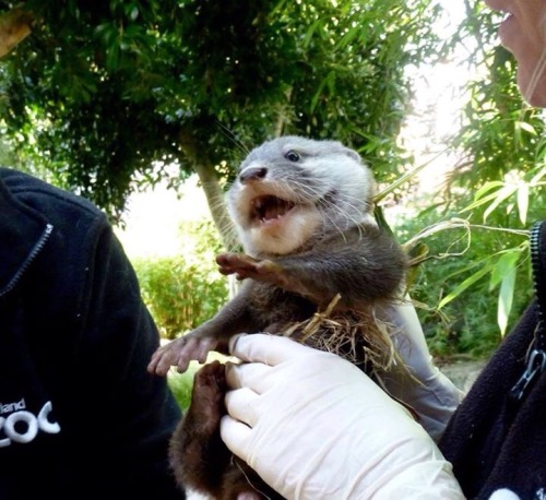 maggielovesotters:  New photos of Asian small clawed otter pups from Auckland Zoo - the siblings are call Kalaya and Chet! I want to cuddle them so much!   Photos from Zooborns.com (please don’t delete credit)