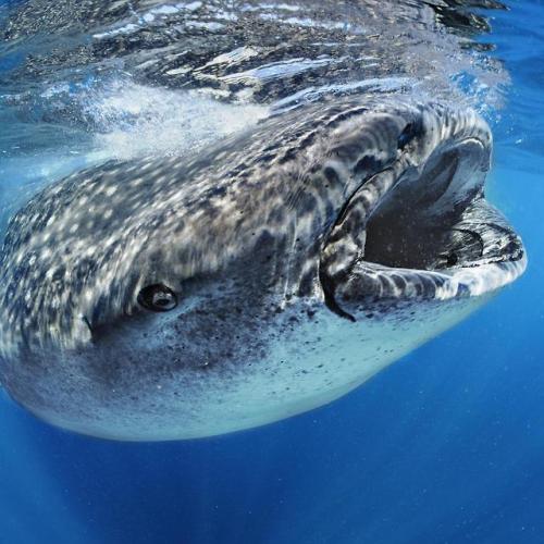 Unlike most sharks, the whale shark’s mouth is located on the front rather than the underside of its