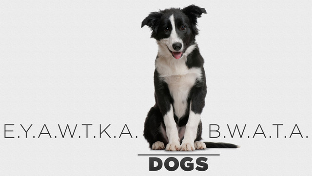 Everything You Always Wanted to Know About Dogs But Were Afraid to Ask
You’ve got a lot of questions about dogs. We have all the answers.