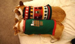 cute-overload:  Tis the Season, Holiday Sweater