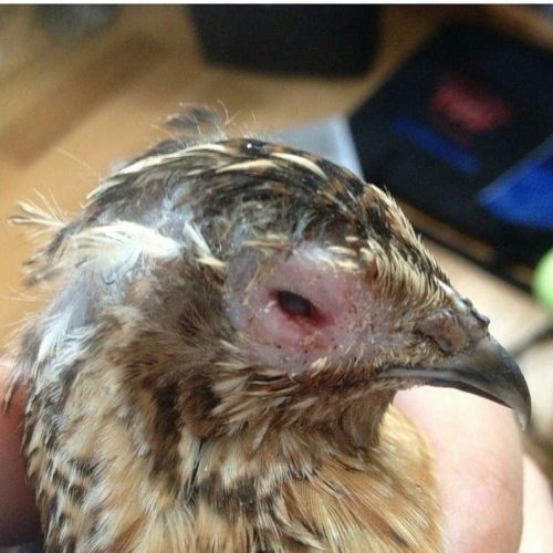 Sadly. One of the ladies has an eye infection or lost her eye very recently. Living in feces has to stress the birds out and obviously, it is not very healthy. Cleaned the area area her eye. But not sure what else I can do… Do any of you have any