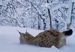 whiny-sugar-glider:  National Geographic - Nordic Wild 