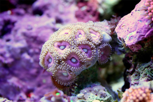 sciencesoup:Macro Reef DwellersThese spectacular macro photos capture seemingly foreign underwater w