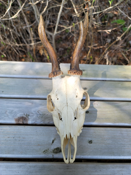 roe de.er. finally found one within the US, so I snagged it. he’s a little guy, but those antlers ar