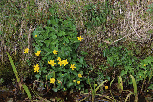 Caltha palustris (kingcup) in our village.