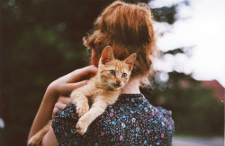 docismo:little red kitten by worteinbildern