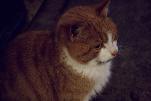 A good and very round Icelandic farm kitty!(PS. I’ve fallen behind on updating this blog, if you wan