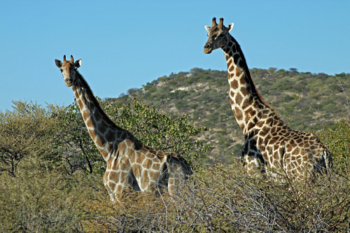 Long live the giraffe!The world’s tallest animal is at risk of extinction after suffering a devastat