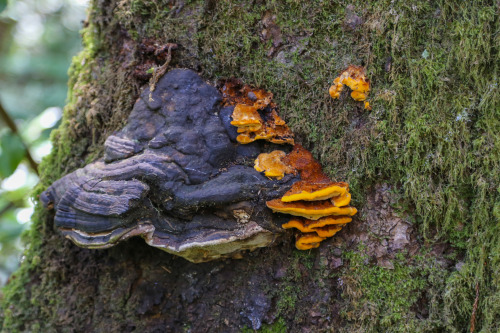 steepravine:  Polypore Awesomeness(Mendocino, California - 6/2016)