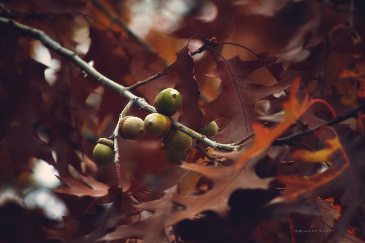 brunomax-photography:   Autumn Acorn   © 2015 Bruno-Max Photography, all rights