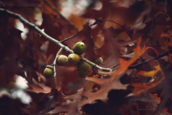 brunomax-photography:   Autumn Acorn   ©