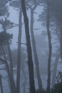 90377:  Bishop Pine forest in fog, Mt. Vision,