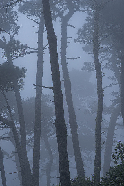 Bishop Pine forest in fog, Mt. Vision, Point Reyes National Seashore CA by arbabi on Flickr.