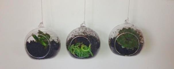 leazd:  These are little succulents in glass balls that my sisters and I got for