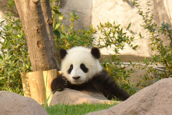 giantpandaphotos:  © Paul Wolneykien. 