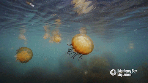 npr: montereybayaquarium: The Monterey Bay is doing its best impression of our sea