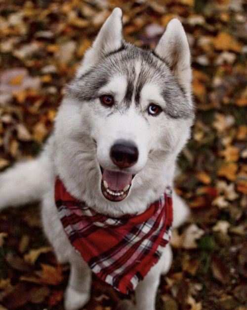 Porn trasemc:  Fall + Huskies!! i love it!!!  photos
