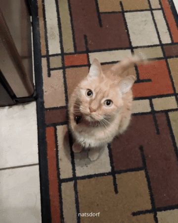 thenatsdorf:  Cat wags tails like a dog when asking for food. (via dacatmeister)