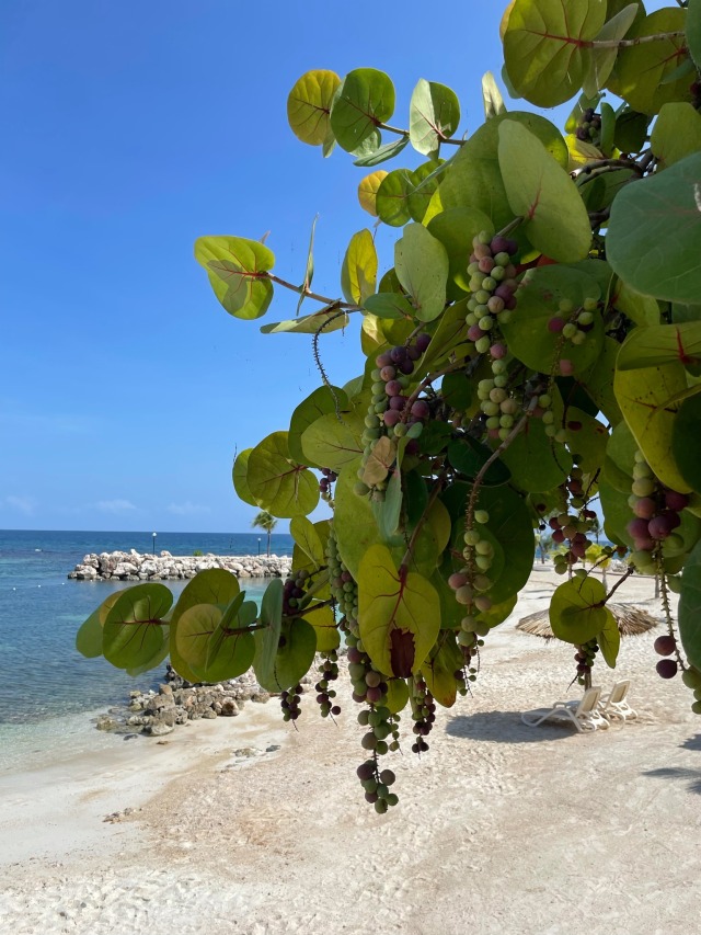 a sea grape tree on the beach in runaway bay jamaica