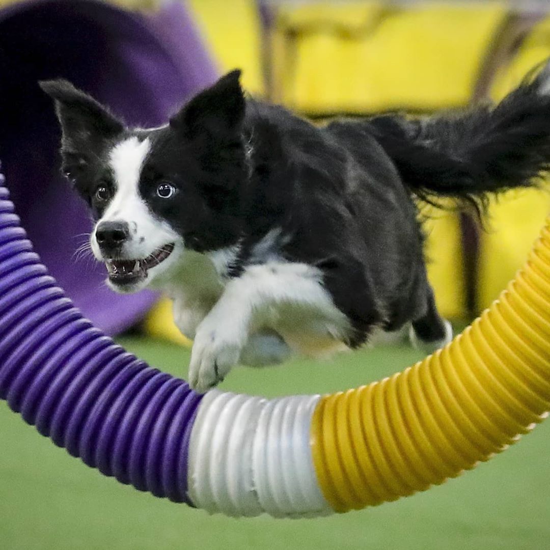 Currently watching: Westminister agility trials. #dogs #athletes #fastnsmart
https://www.instagram.com/p/B8XmUFDAjfK/?igshid=1hy7jmxm4cw7h