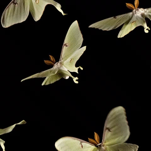 MEGA Luna Moth Stimboard