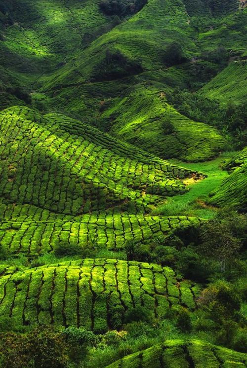 Tea plantation, Munnar, Kerala