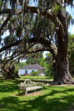 dv-photo:  Evergeen Plantation - Lousiana  