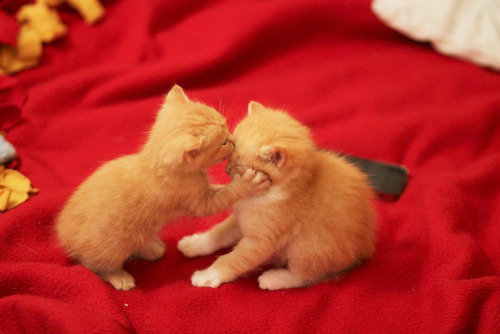 iopele:awesome-picz:Kissing Animals Prove That Kisses Aren’t Just For People.awwwwww, smooches!!!