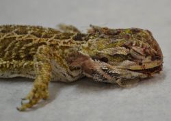 animalmomca:  scalestails:  bearded-dragon-advice:  “I have said it before, I’ll say it again and I am sure I’ll keeping saying it….  PLEASE DO NOT KEEP MULTIPLE BEARDED DRAGONS IN A CAGE TOGETHER!!!!!!!!!!!!!!!!!!!!   This poor young dragon was