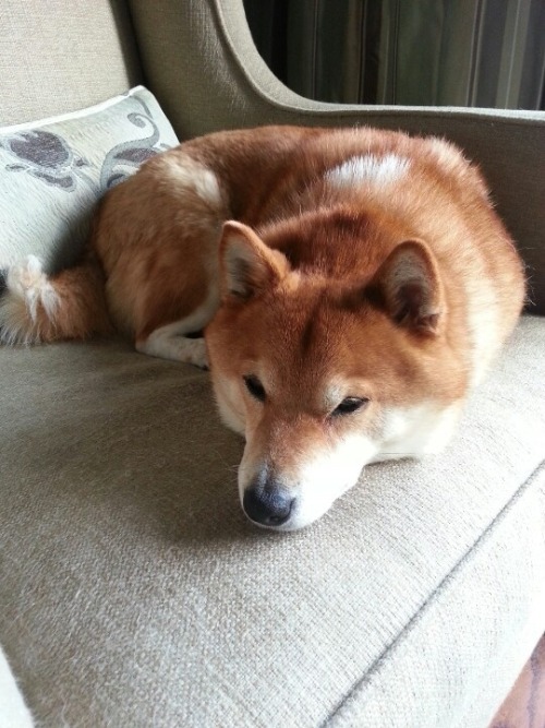 akita dog