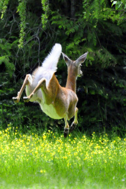 magicalnaturetour:  Jump by misst.shs on Flickr. 