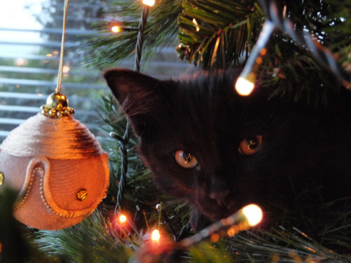 Lorenzo Blangiardi (Italian, b. Ragusa, Sicily, Italy) - Christmas Cat, Pomcho, 2009  Photography