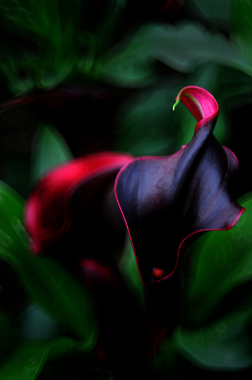 tatunootosigo:Black CallaLilies 馬蹄蓮 by Melinda ^..^ Via Flickr: Macau Flower Exhibition 澳門